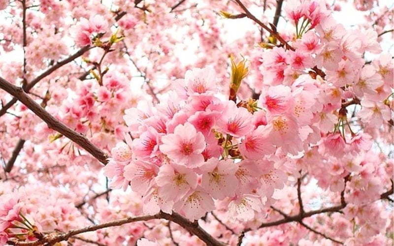 Hoa anh đào