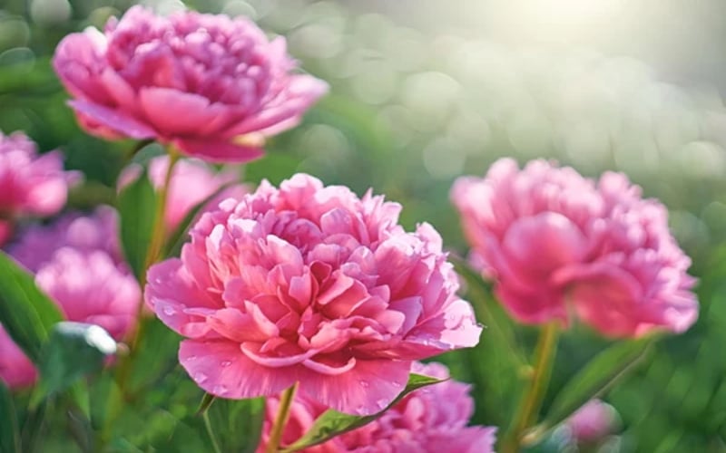 Hoa mẫu đơn thường được gắn liền với những điều may mắn, sự giàu có, sung túc