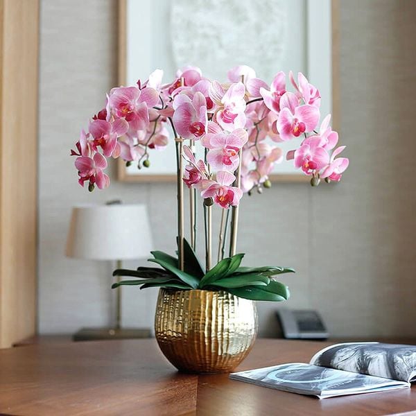 Chậu hoa lan chưng Tết miền Bắc đẹp lộng lẫy