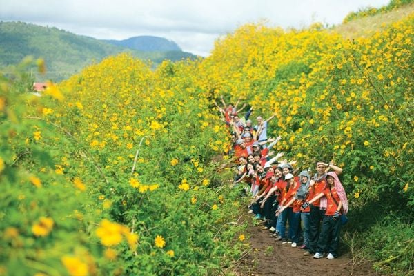 Kinh nghiệm ngắm hoa dã quỳ Ba Vì