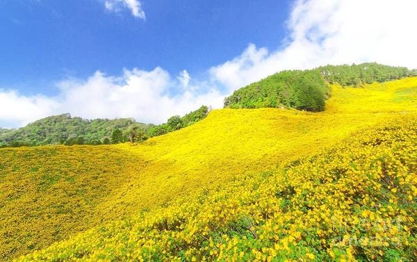 Thời điểm lý tưởng đi ngắm hoa dã quỳ ở Ba Vì