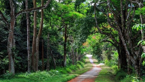 Kinh nghiệm ngắm hoa dã quỳ Ba Vì