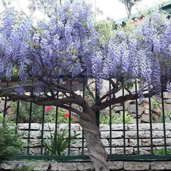Hoa tử đằng Trung Quốc Wisteria Sinensis