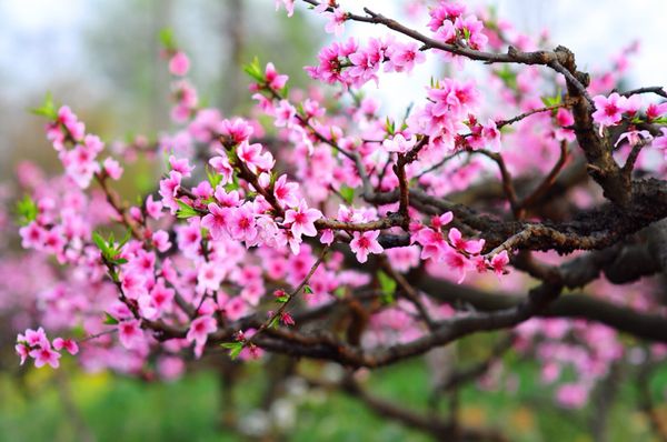 Cây đào chưng ngày Tết