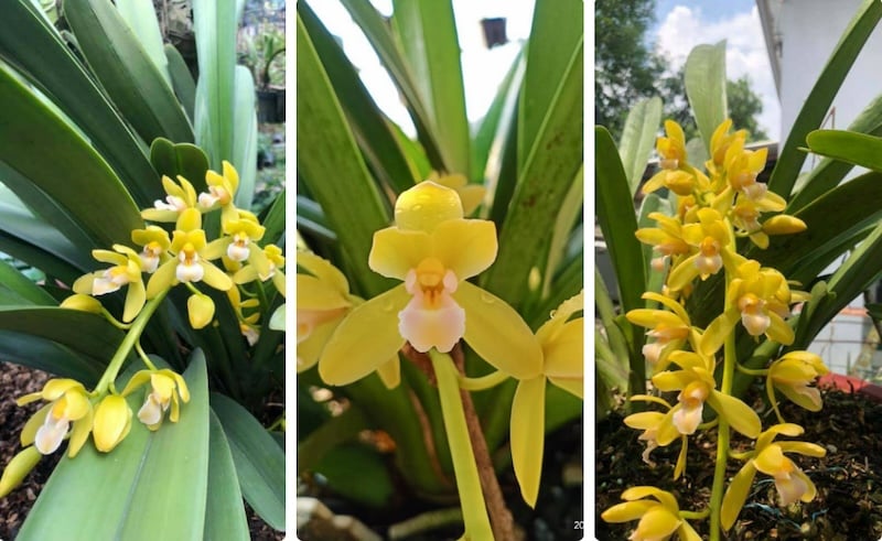 Lan kiếm Hoàng Long thuộc dòng lan kiếm Tiên Vũ, là loại lan dễ trồng và dễ chăm sóc