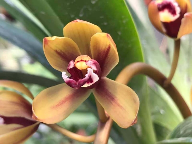 Hoa Lan Kiếm Tiên Vũ thuộc dòng bán sơn địa là dòng lan hiện được rất nhiều người ưa chuộng vì dễ trồng, dễ ra hoa và màu sắc rất bắt mắt.