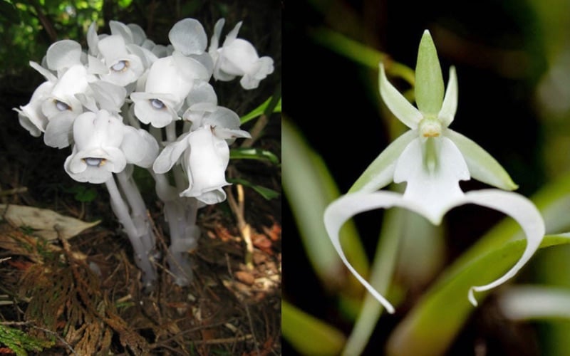 So sánh hình ảnh hoa lan bóng ma (Monotropa uniflora) và phong lan ma (Dendrophylax lindenii).
