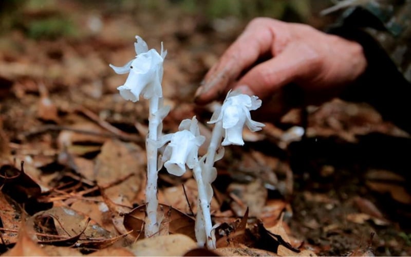 Hoa lan bóng ma còn có tên khoa học là Monotropa uniflora