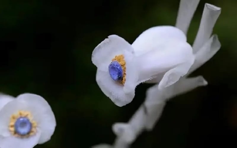 Hình ảnh hoa lan bóng ma