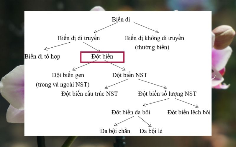 Đột biến có thể sinh ra một số cá thể khác biệt về đặc điểm hình thái