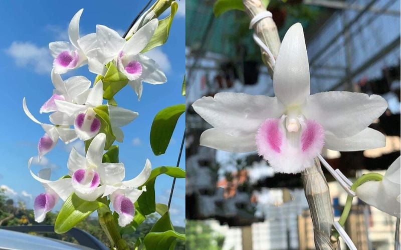 Hoa lan đột biến được ưa chuộng và có giá trị cao trên thị trường vì sự độc đáo, hiếm có và khó nhân giống