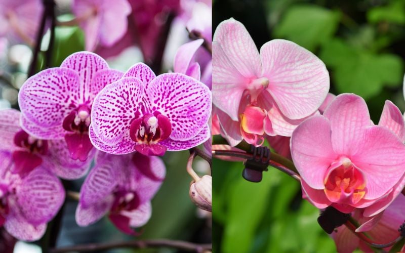 So sánh hoa lan đột biến và hoa lan thường do thay đổi cấu trúc gen