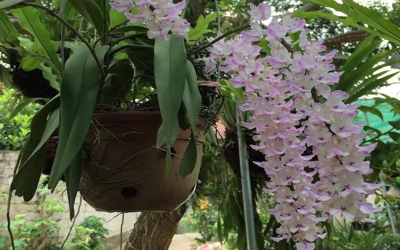 ựa chọn cây giống lan Đuôi Cáo khỏe mạnh và chất lượng