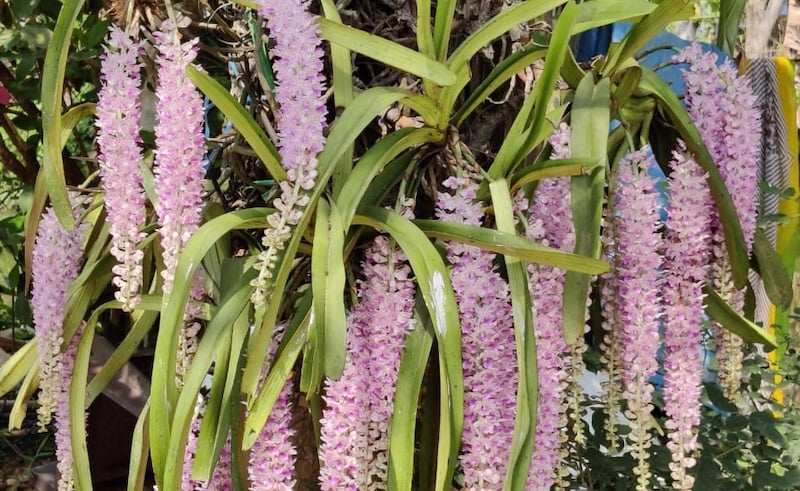 Kích thích lan Đuôi Cáo ra nhiều hoa