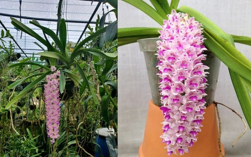 Các loại phân bón hữu cơ (phân trùn quế viên, dịch chuối) và phân NPK hiệu quả cho lan Đuôi Cáo,