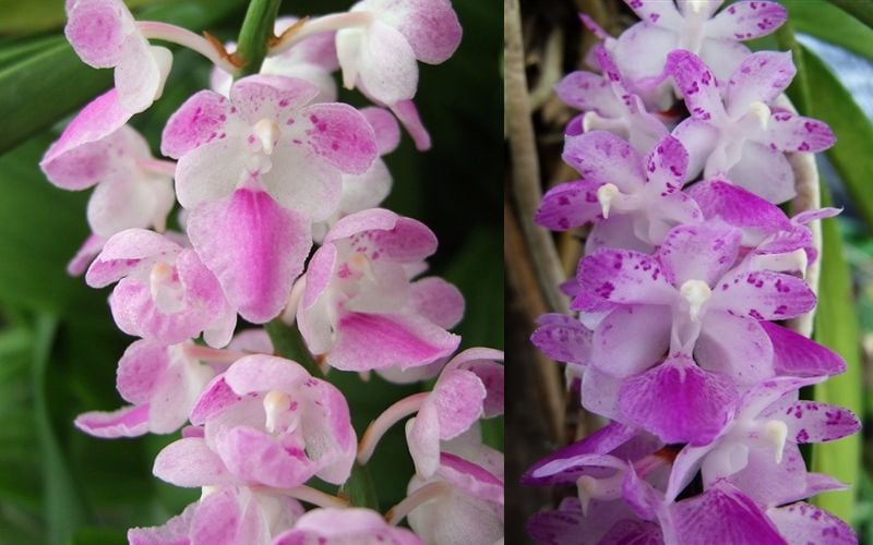 Mặt hoa lan Đuôi Cáo