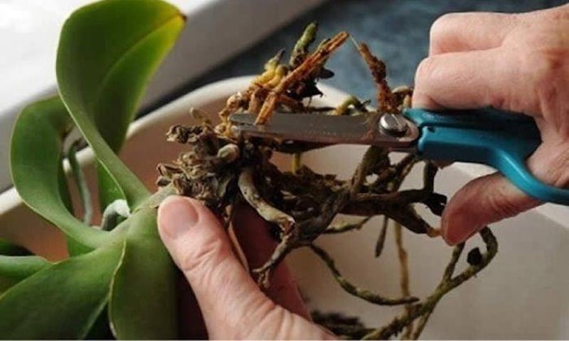 Phòng trừ sâu bệnh hại cho lan kiếm Nhanh chóng cắt tỉa những lá bị khô già, sâu bệnh để tránh lây lan