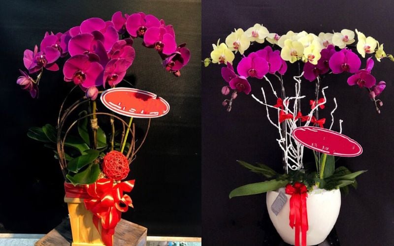 Chậu Hoa Lan Hồ Điệp Tím - LHĐ48 và Best Of Luck - LHĐ23 - Chậu Lan Hồ Điệp Mừng Sinh Nhật Sếp Nữ