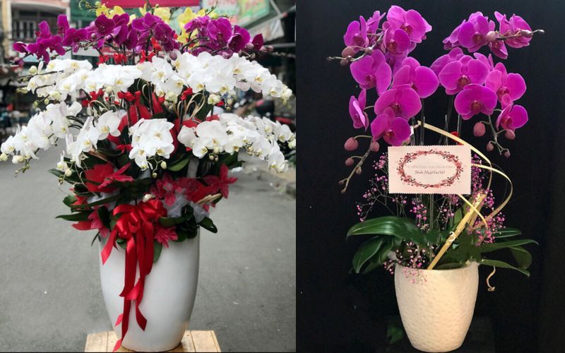 Chậu Hoa Lan Hồ Điệp Xoay Tròn - LHĐ73 và Chậu Hoa Lan Hồ Điệp Tím - LHĐ39