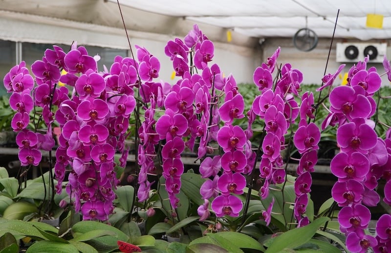 Lan Hồ Điệp tím không chịu được nắng gắt. Trồng nơi râm mát hoặc có mái che nắng.