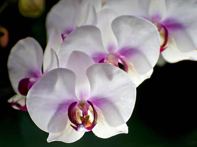 Lan hồ điệp trắng biểu tượng cho sự tinh khiết, trong sáng