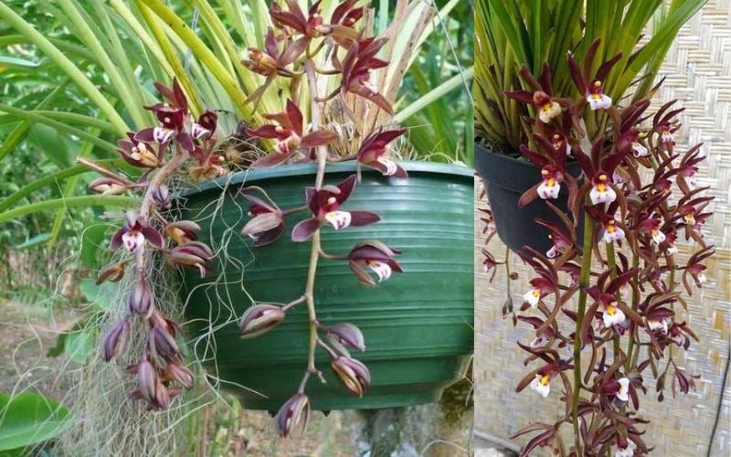 Lan kiếm dừa còn được gọi với tên khác là lan kiếm treo