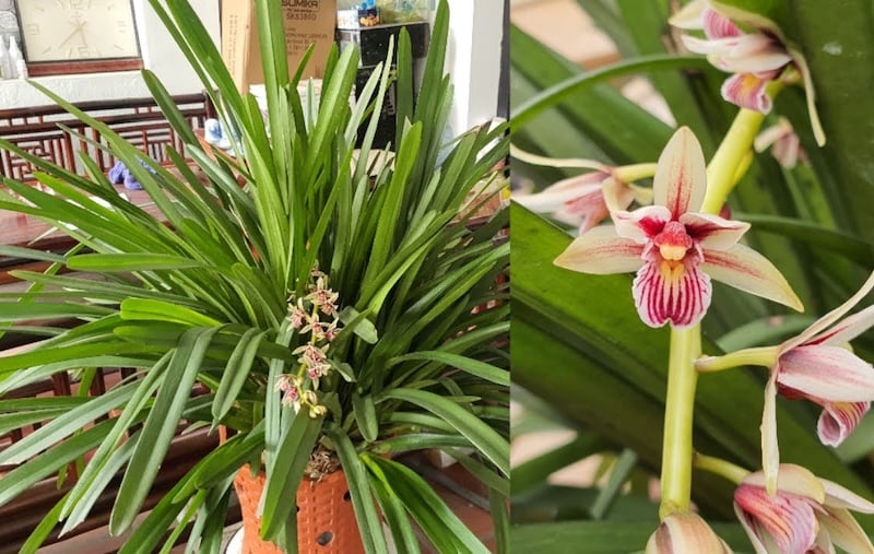 Lan Kiếm Lô Hội tượng trưng cho sự may mắn, tài lộc và bình an