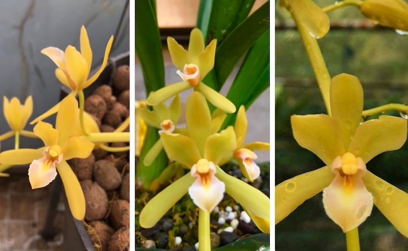 Kiếm Vàng Củ Chi là một cây kiếm semi-alba rất độc đáo