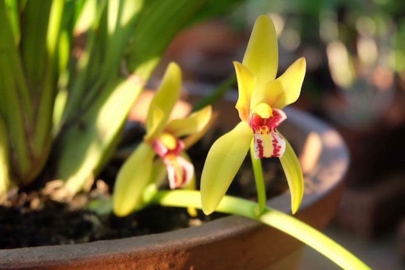 Lan Kiếm Vị Hoàng có tên khoa học là Cymbidium finlaysonianum Lindl semi, là loài thực vật thuộc họ Kiếm Tiên Vũ