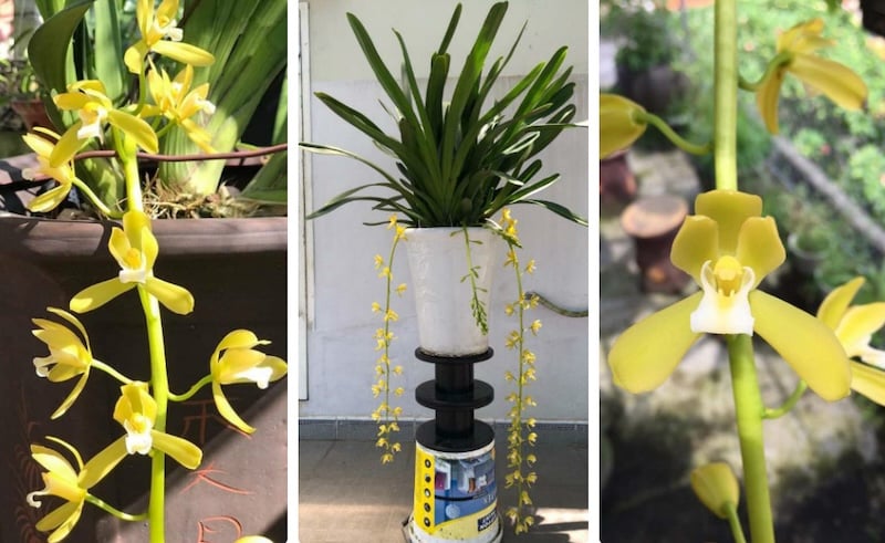 Lan Kiếm xanh huế nở hoa có màu xanh ngọc lục