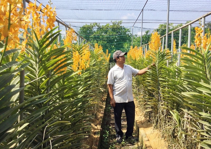 Cách trồng lan Mokara cắt cành