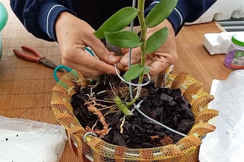 Cách trồng lan phi điệp vào chậu và ghép vào gỗ cho người mới bắt đầu