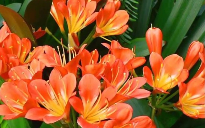 Trồng cây lan quân tử cần tránh gió lạnh hoặc nhiệt độ quá cao