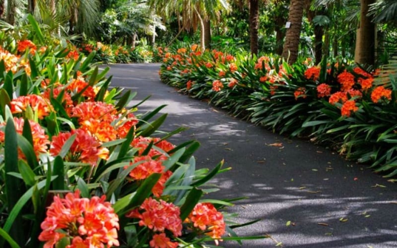 Cây lan quân tử có thể trồng trong nhà hoặc ngoài trời