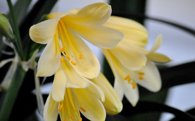 Trồng lan quân tử ở những nơi thoáng gió