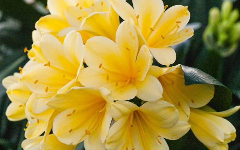 Cây lan quân tử hợp với người tuổi Mùi