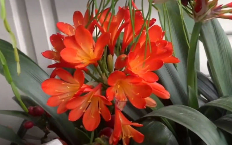 Cây lan quân tử cần được thay đất sau 9 tháng đến 1 năm