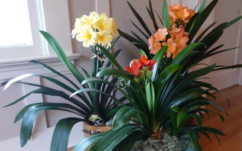 Lan quân tử mang đến bình an, hạnh phúc và may mắn cho gia chủ