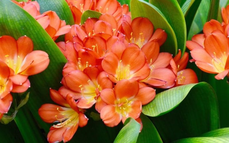 Cây lan quân tử với những bông hoa đang nở rộ