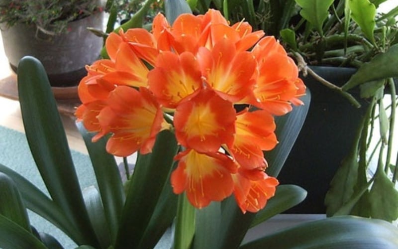 Cận cảnh chùm hoa lan quân tử màu cam rực rỡ với những chiếc lá xanh đậm xếp đối xứng