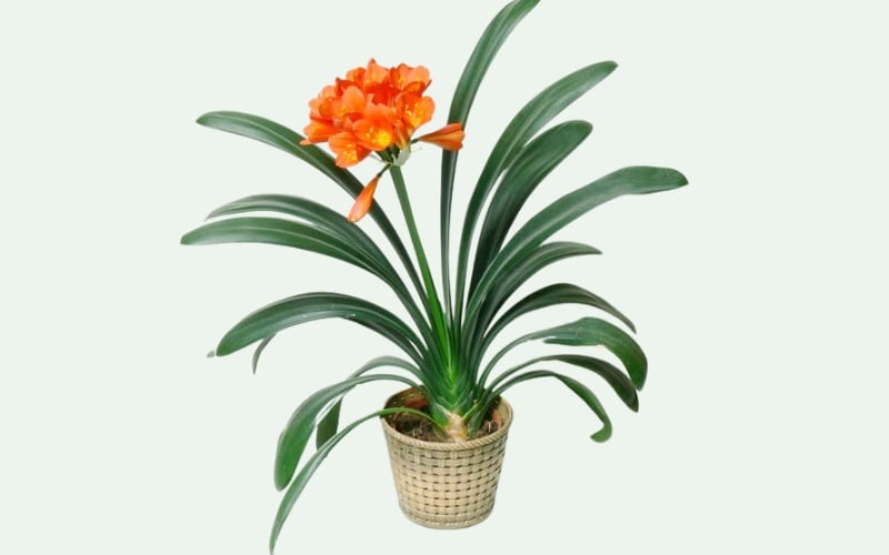 Một chậu hoa lan quân tử làm quà tặng tân gia ý nghĩa