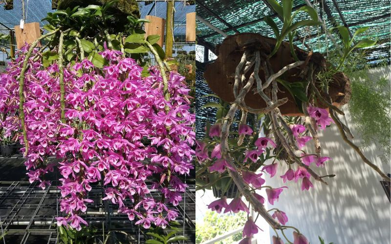 Đặc điểm hình thái của thân cây Lan Trầm tím