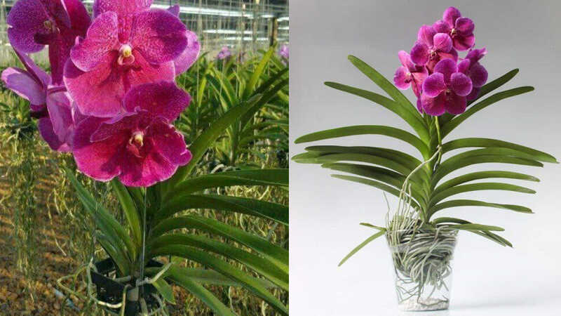 Hoa lan Vanda là giống lan phụ sinh của vùng nóng.