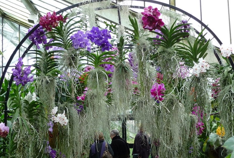 Quan sát màu sắc của bộ rễ. Khi rễ có màu trắng bạc là lúc cây cần nước