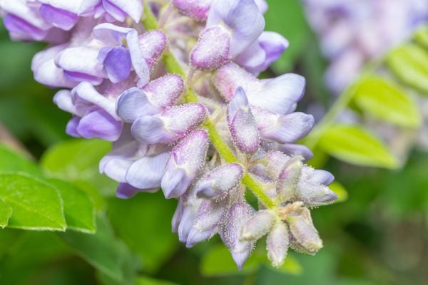 Hoa tử đằng Mỹ Wisteria Frutescens