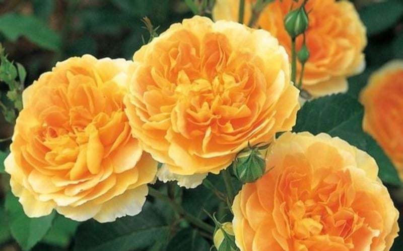 Hoa hồng vàng được xem là một trong những loài hoa mang ý nghĩa tích cực