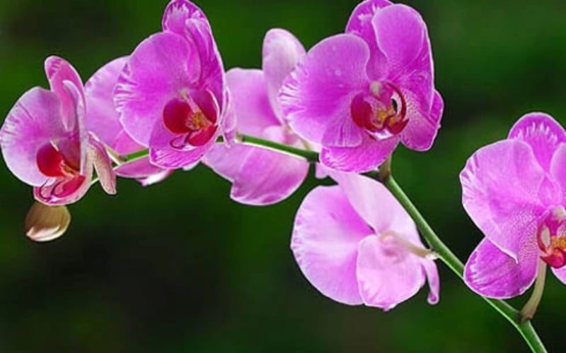 Hoa lan hồ điệp đại diện cho một sự khởi đầu tốt đẹp