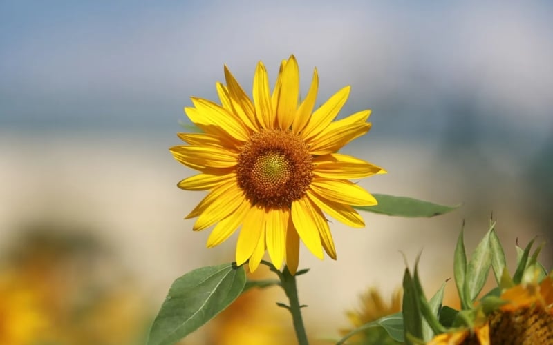 Hoa hướng dương được tin là sẽ đem đến nhiều may mắn trong công việc và sự nghiệ