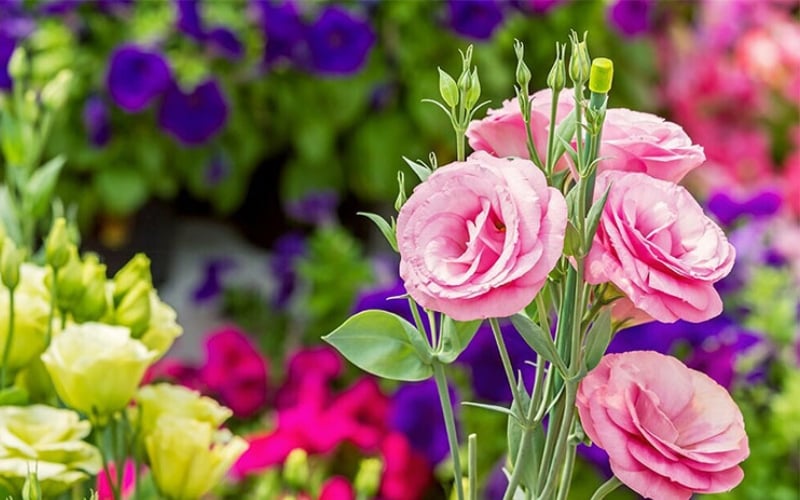 Tặng hoa cát tường là một lời chúc ý nghĩa cho sự thuận buồm xuôi gió, vạn sự như ý