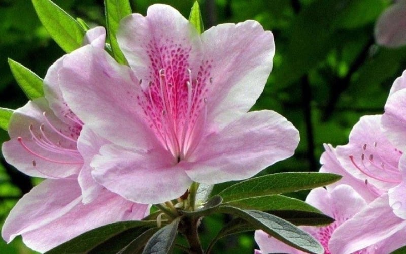 Hoa đỗ quyên đại diện cho ước mong một năm mới thịnh vượng, an khang